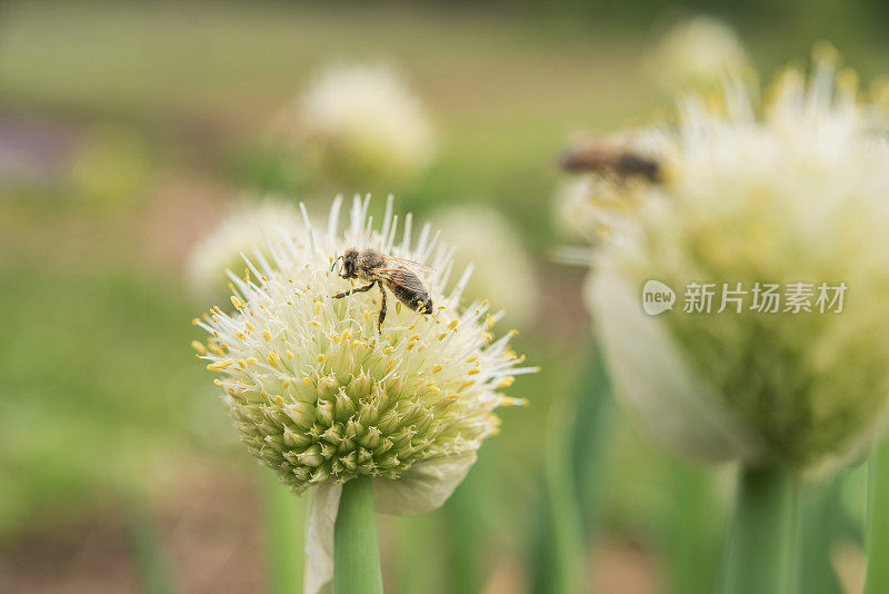 采食威尔士洋葱(Allium fistulosum)花头的蜜蜂